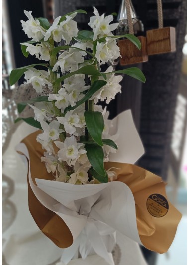 Dendrobium Orkide
