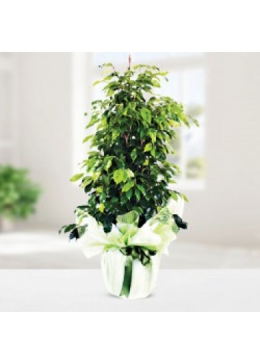 Ficus benjamin