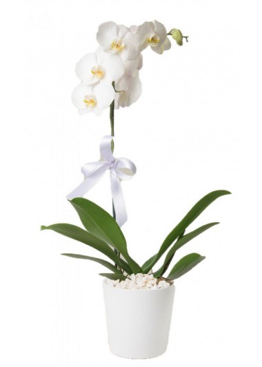 Orkide Beyaz Tek Dal